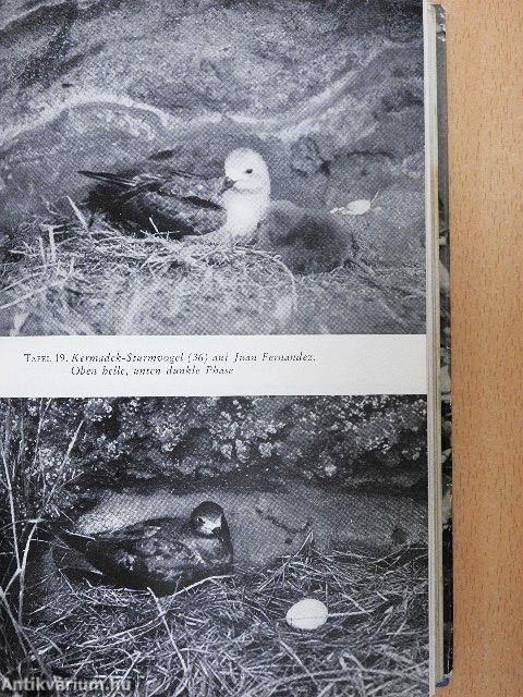 Die Vögel der Meere