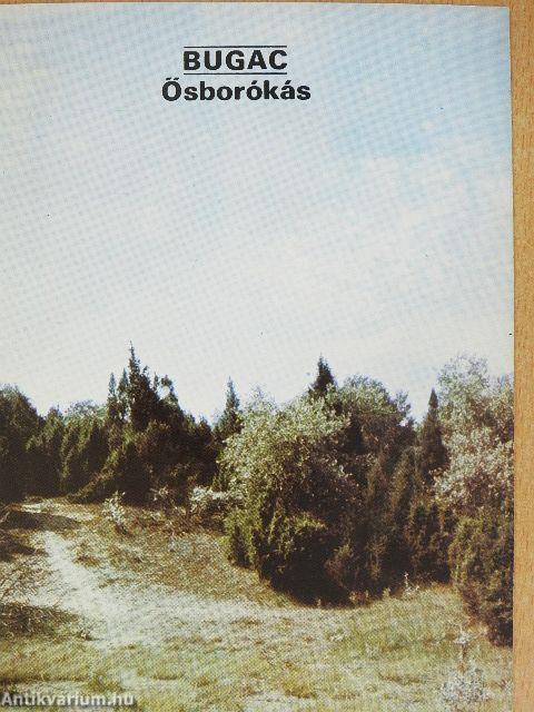 Bugac - Ősborókás