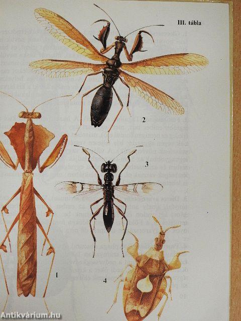 Egzotikus rovarok
