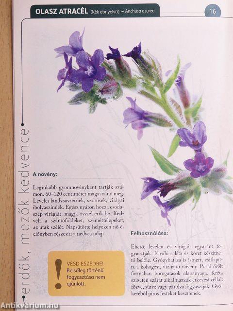 A természet gyógyereje 15.