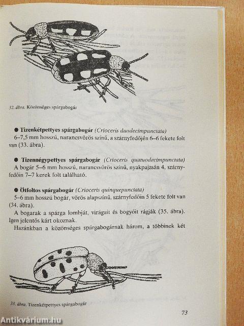 A háztáji új növénye: a spárga
