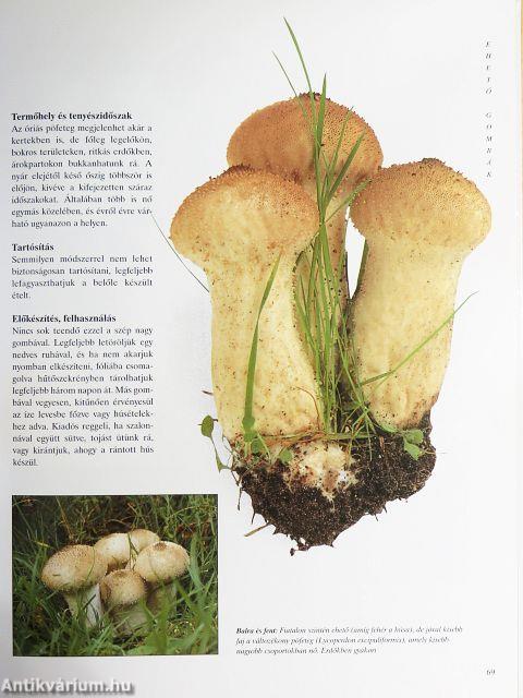 Nagy gombakönyv