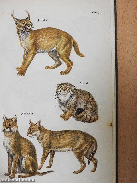 Die Katzen