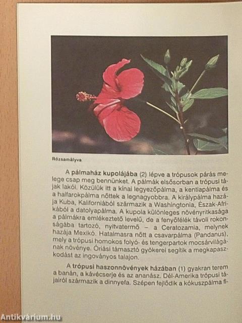 Séta a Füvészkertben