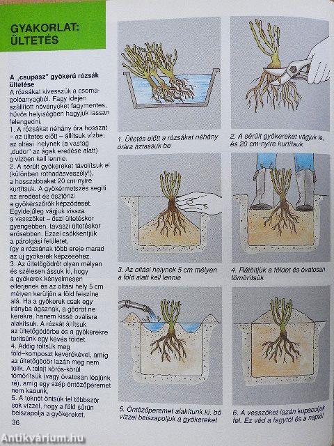 Rózsák
