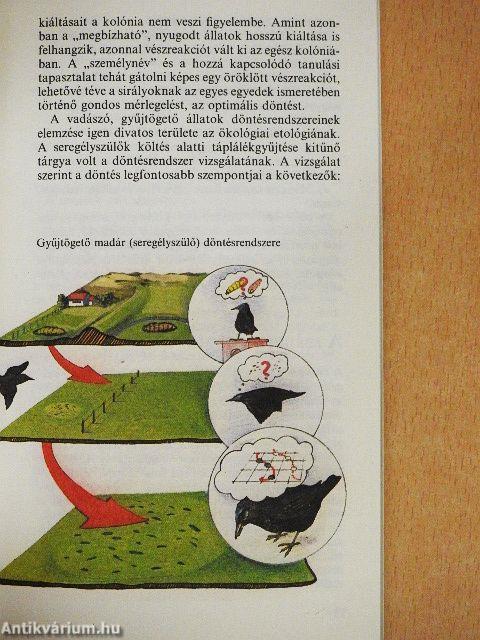 Kis etológia III.