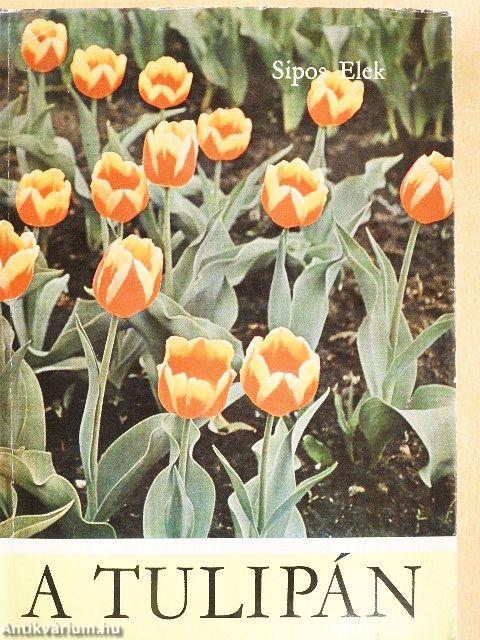A tulipán