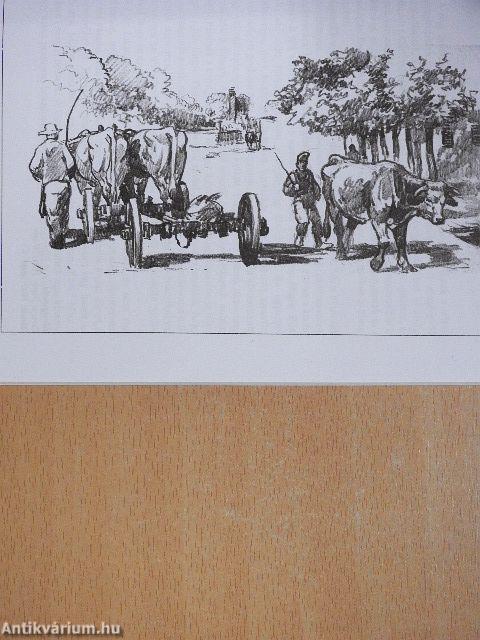 Kalászok a tarlón