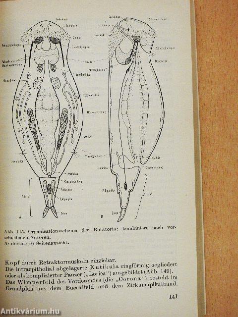 Wirbellose I