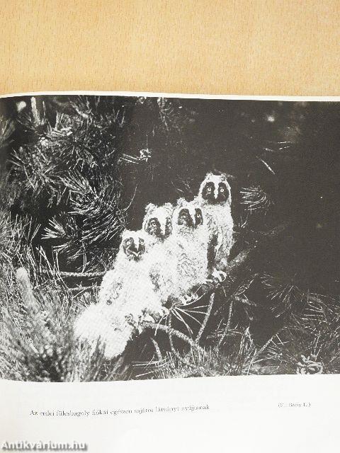 Madarakról - Mindenkinek