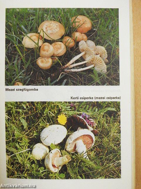 Gombagyűjtési útmutató
