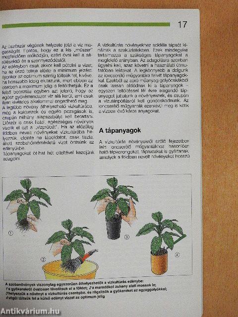Hálás szobanövények