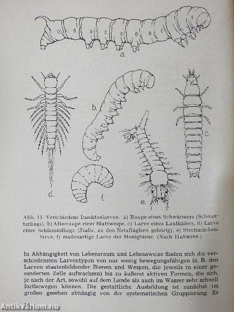Die Metamorphose der Insekten