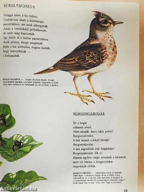 Állatvilág képekben