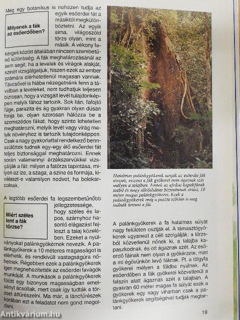 Az esőerdő