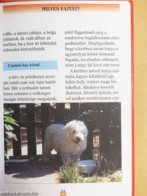 A szeretet kutyaiskolája