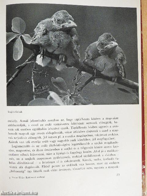 Erdő-mező madarai