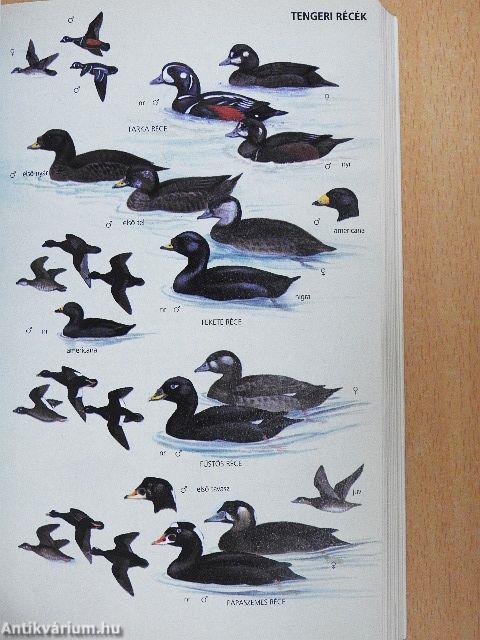 Európa madarai