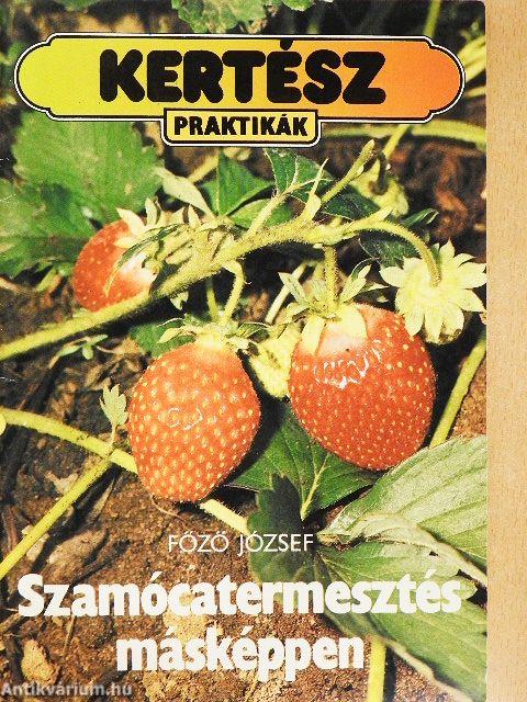 Szamócatermesztés másképpen