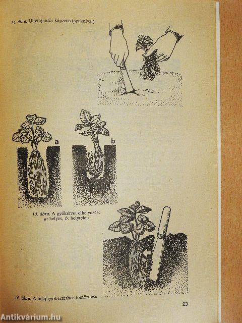 Szamócatermesztés másképpen