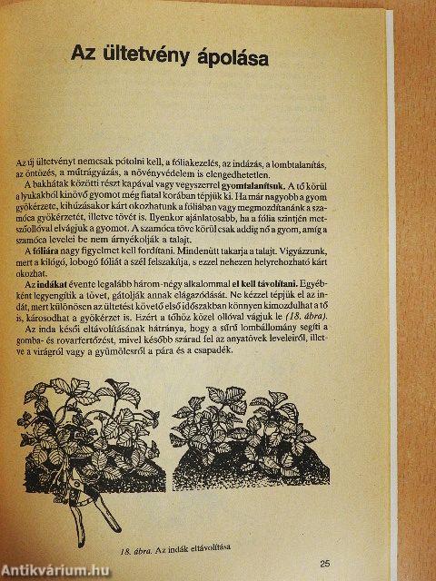 Szamócatermesztés másképpen