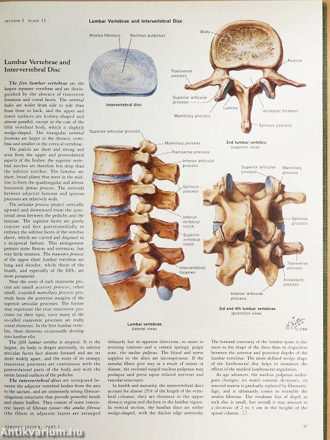 Nervous System I-II.