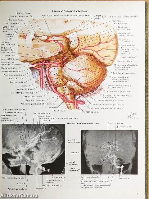 Nervous System I-II.