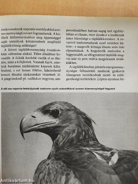 Amerre a madár jár
