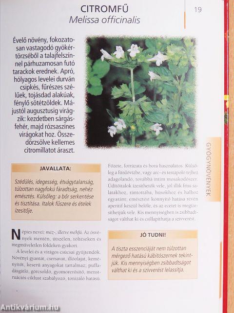 Gyógyteák