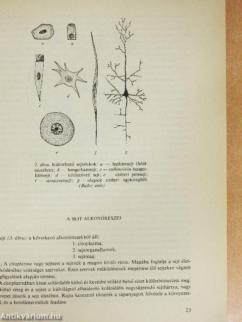 Az emberi test felépítése