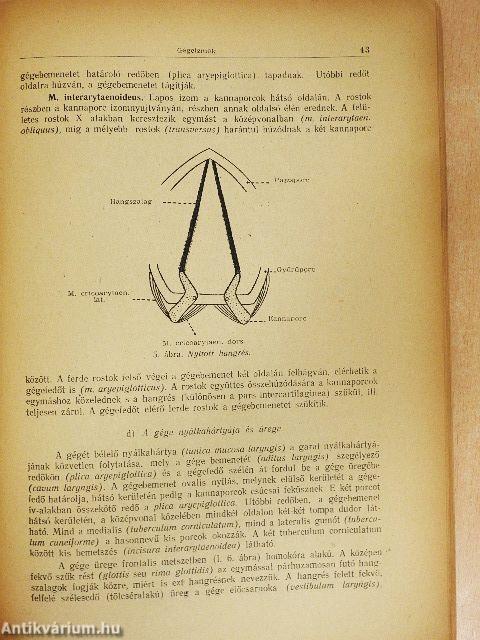 Rendszeres bonctan II.