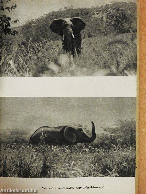 Afrikai tábortüzek