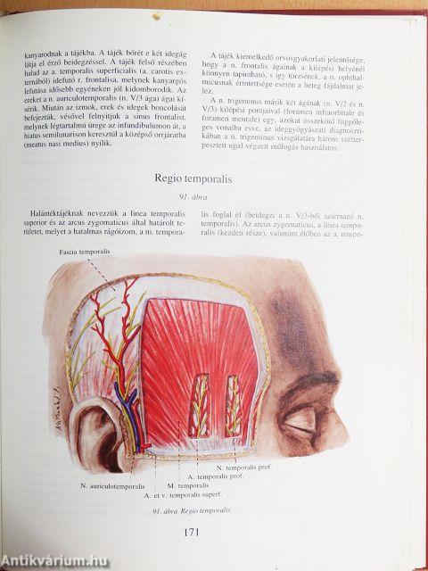 Tájanatómia