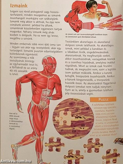 Rejtvényes barangoló - Az emberi test