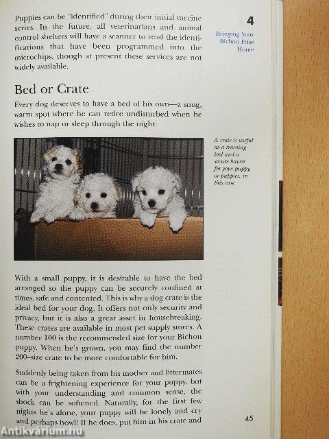 The Bichon Frise