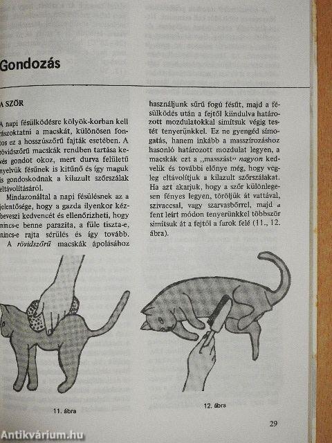 Gondoskodás a macskáról