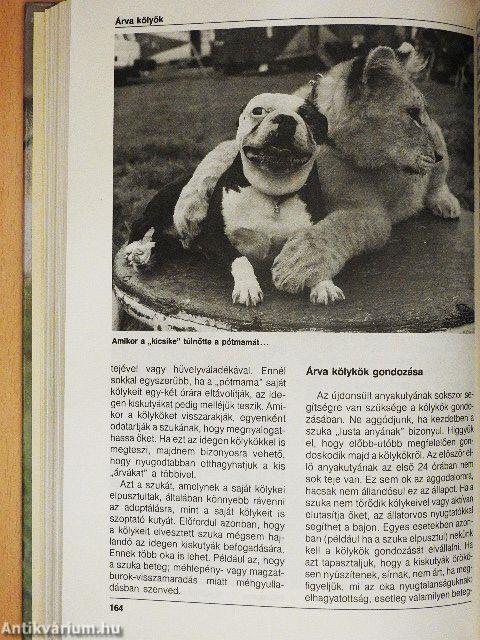 A kutya hétköznapjai