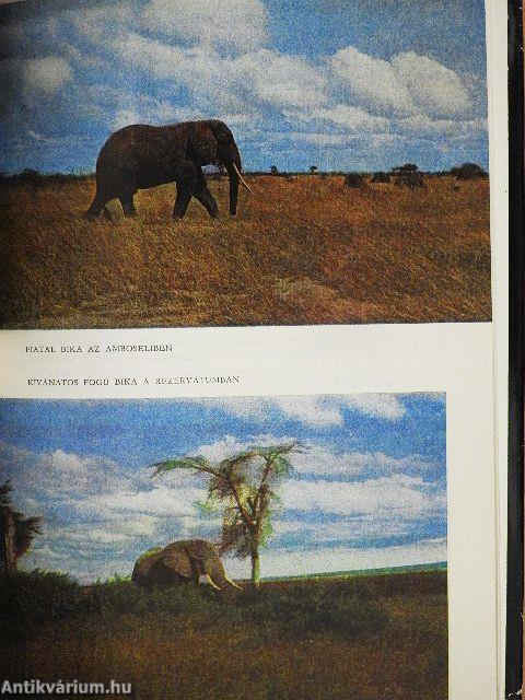 Denaturált Afrika