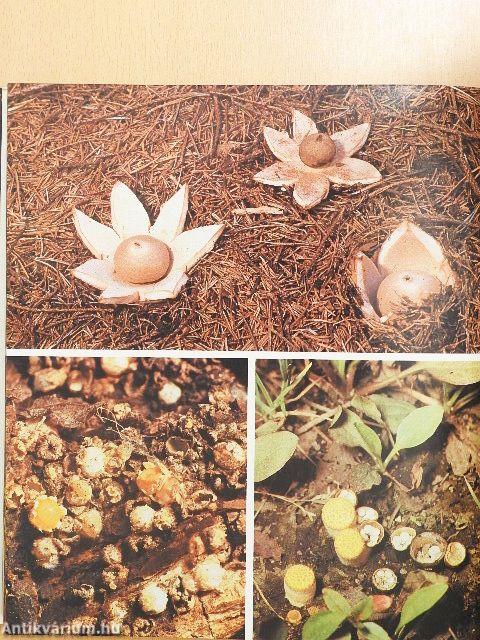 Die Welt der Pilze