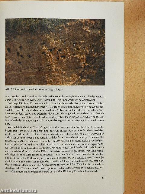 Artenschutzsymposium Uferschwalbe