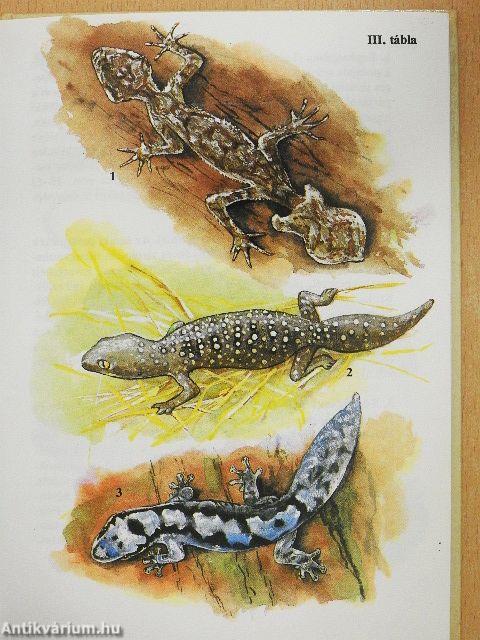 Egzotikus hüllők