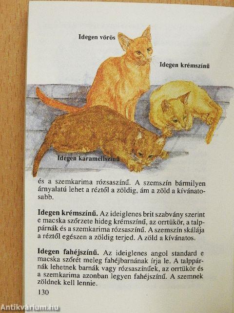 Macskák