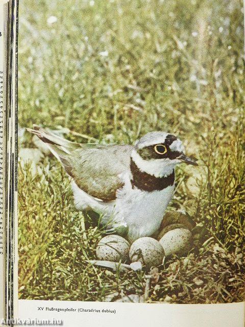 Das grosse Bilderlexikon der Vögel