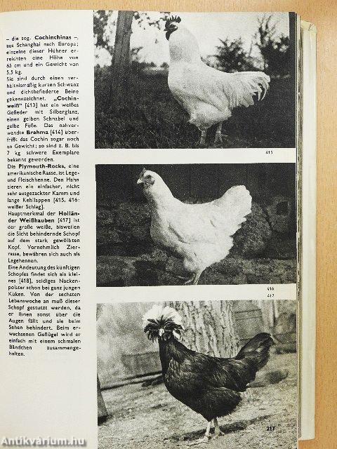 Das grosse Bilderlexikon der Vögel