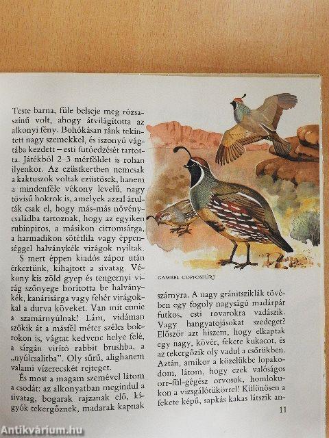 A gyalogkakukk sivatagja