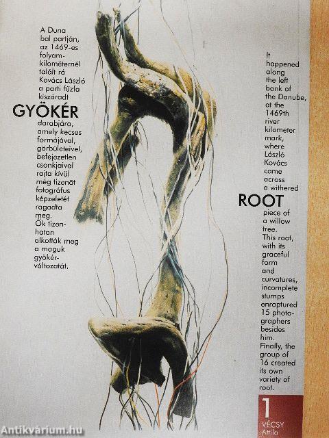 Gyökér