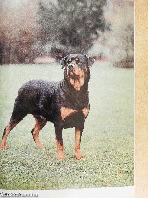 A rottweiler
