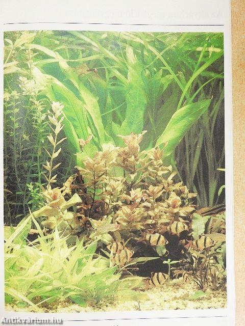 Akvarista mindenféle