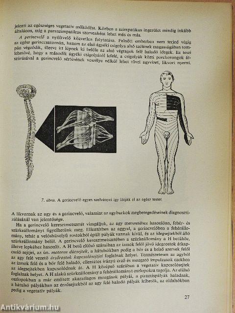 Orvos a családban