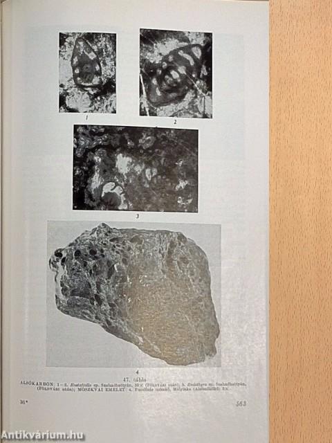 Foraminifera-vizsgálatok